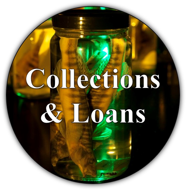 image of collections and loans