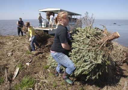 Students help restore marsh land with recycled Christmas trees