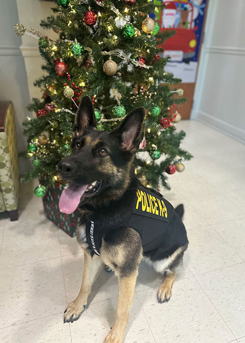 Southeastern police dog Jula with vest