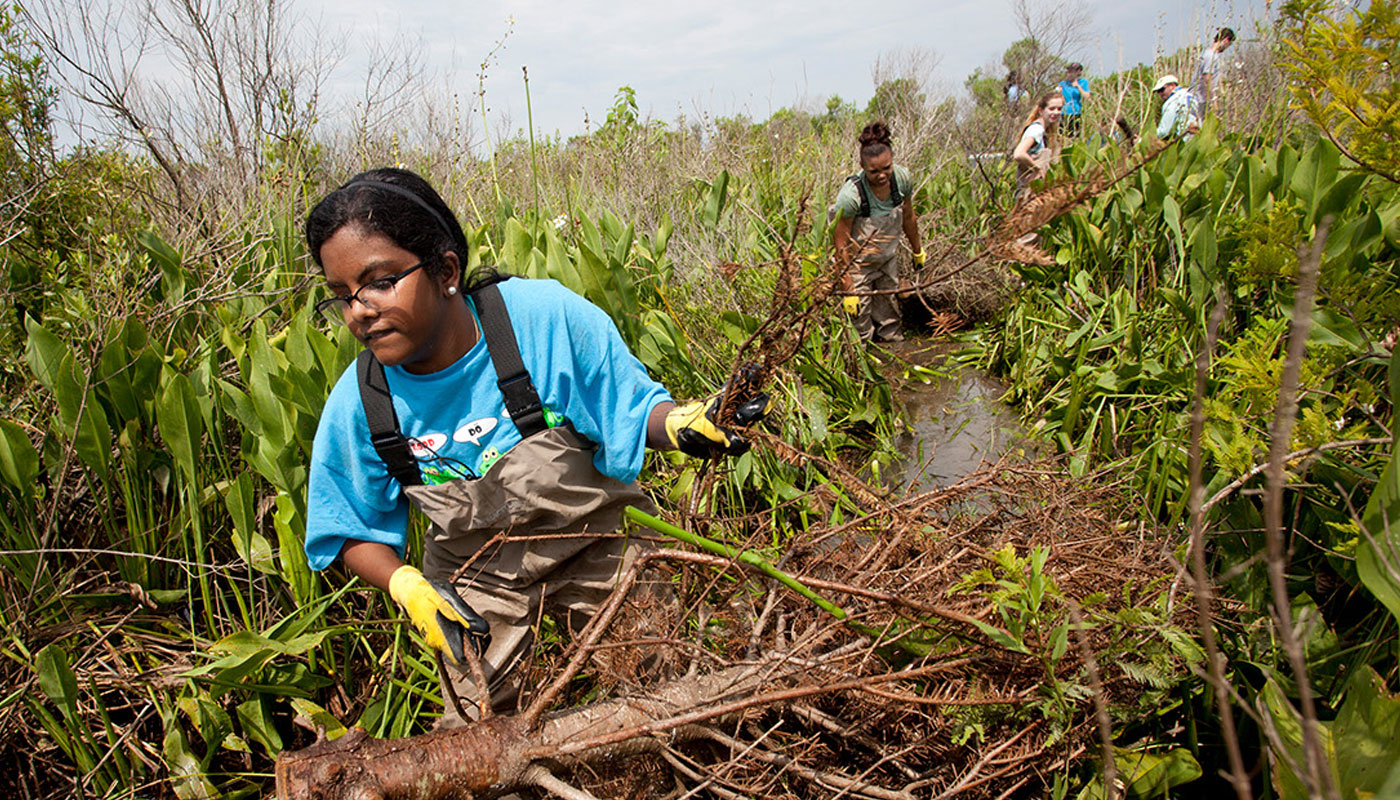 Southeastern Louisiana University students help deploy discarded Christmas trees to aid in Louisiana wetlands restoration. This is the 30th straight year Southeastern has conducted its recycled tree program.