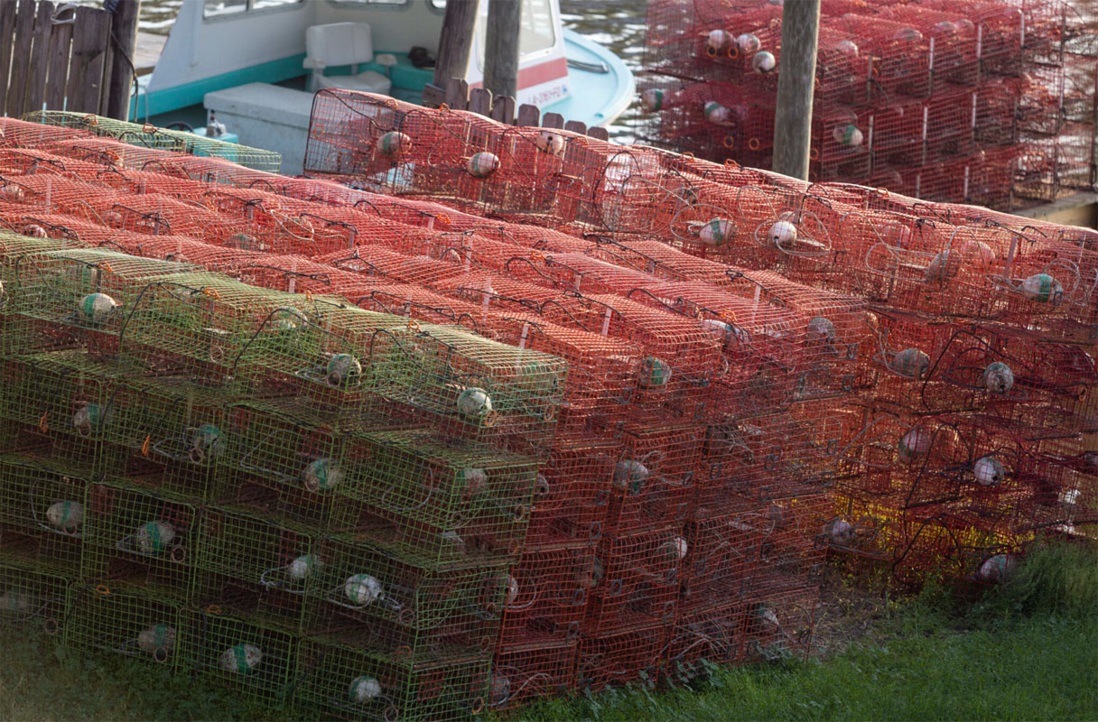 Cages at Lake Maurepas