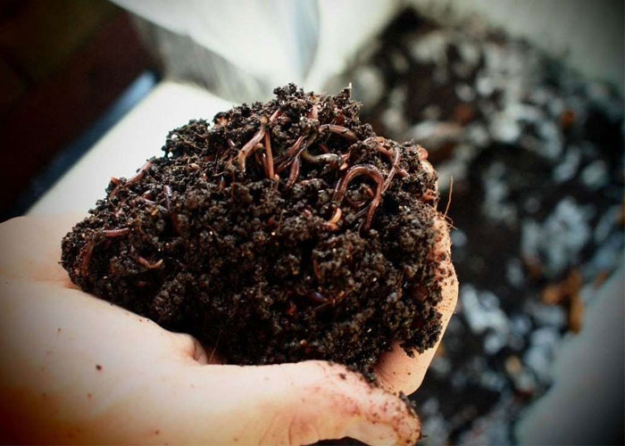 vermicompost-school-project