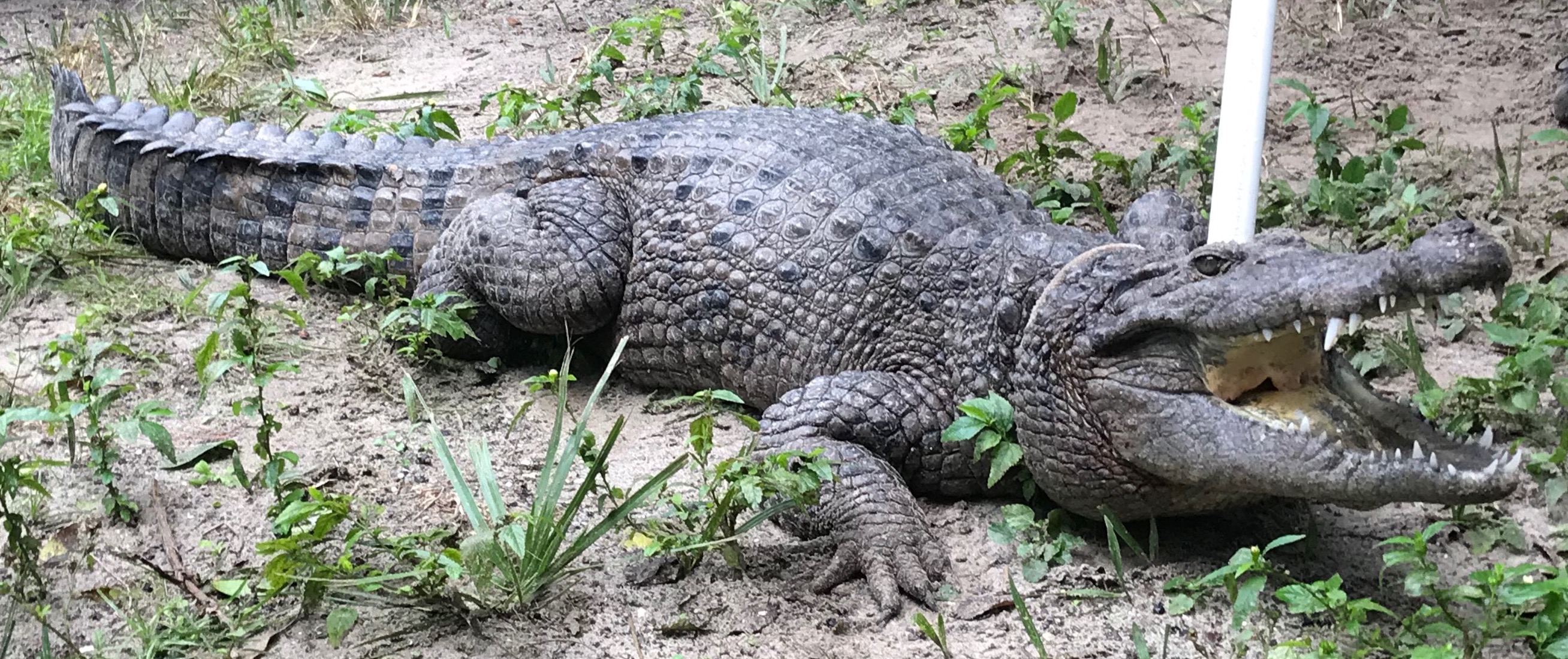 slu_crocodile